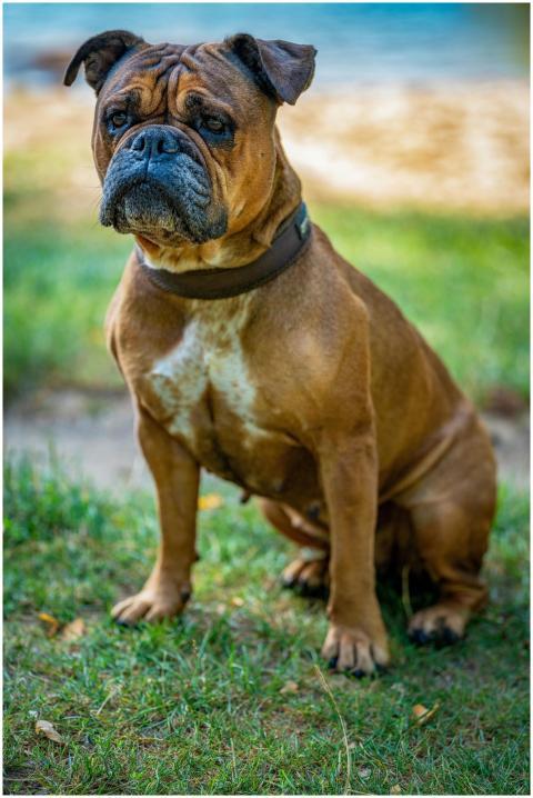 Cute and powerful Boxer dog sitting on grass outdo