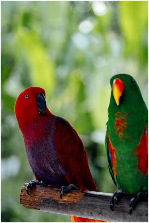 Colorful Eclectus parrots perched on a branch in t