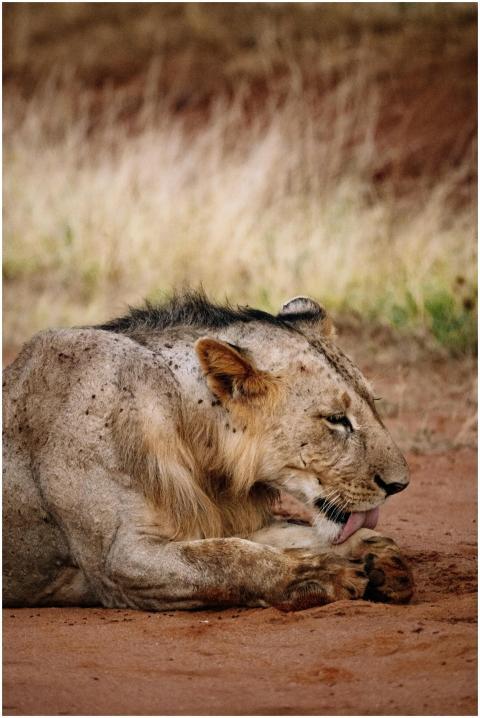 A regal lion lies resting on the ground, embodying