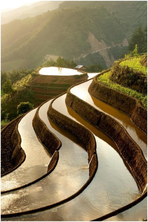 Golden sunlight illuminates the stunning rice terr