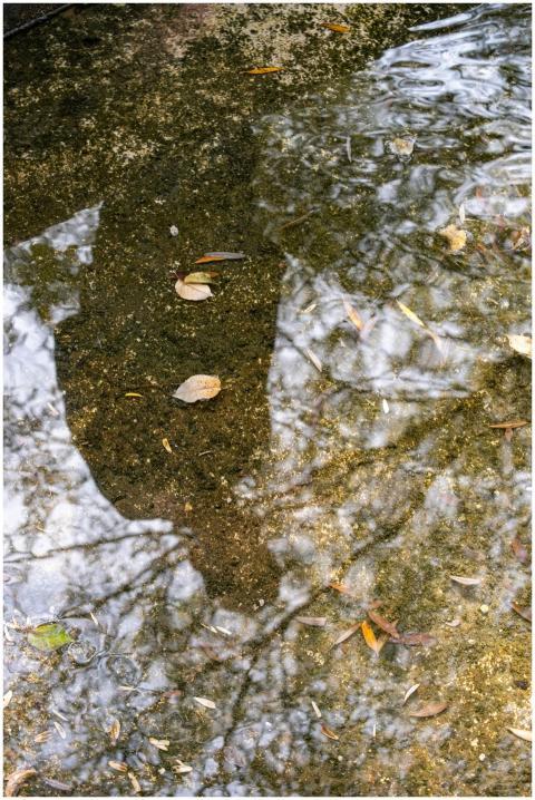 Free stock photo of autumn, reflection