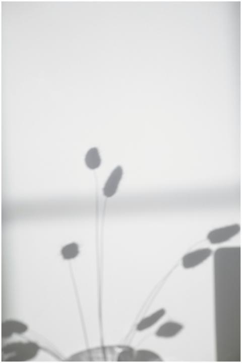 Blurred shadow of Hare's Tail Grass against a conc