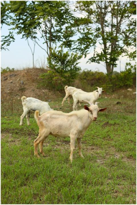 Three white goats graze in a lush green pasture su