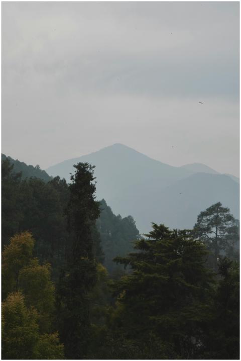 Misty Mountain Landscape Forest
