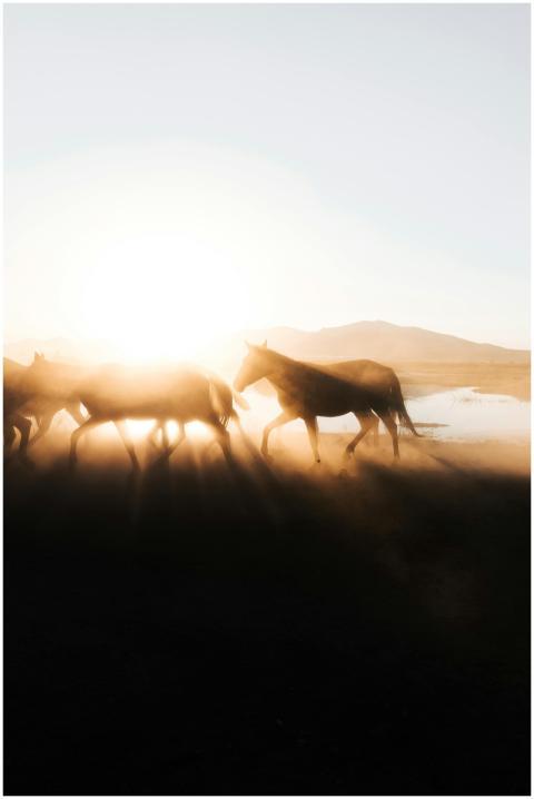 A stunning silhouette of horses galloping in a dus