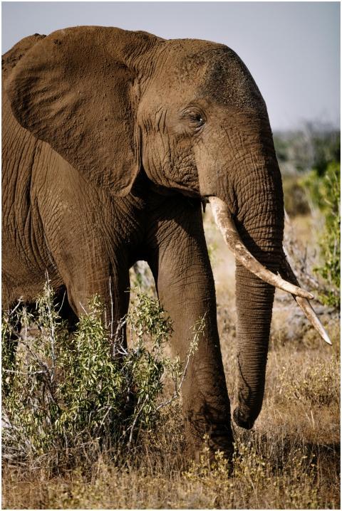 Close-up of an African Elephant (Loxodonta african