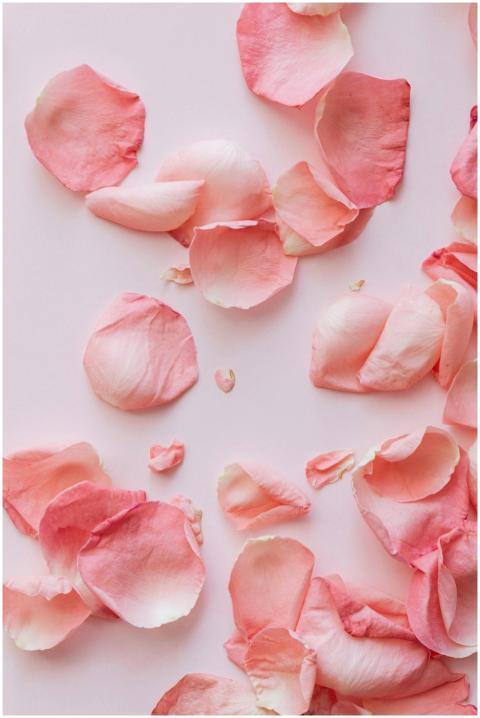 Soft pink rose petals delicately scattered on a pa