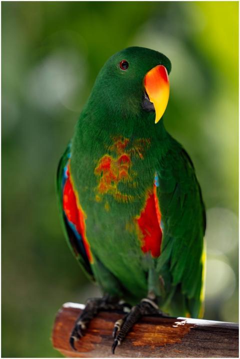 Close-up of a great-billed parrot showcasing vivid