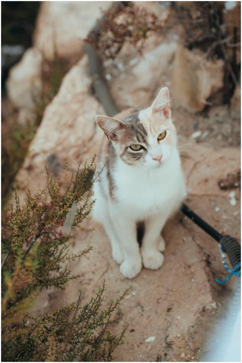 A curious domestic cat sits on a rocky outdoor are