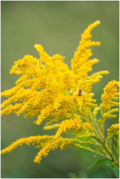 Close-up of a vibrant yellow goldenrod flower with