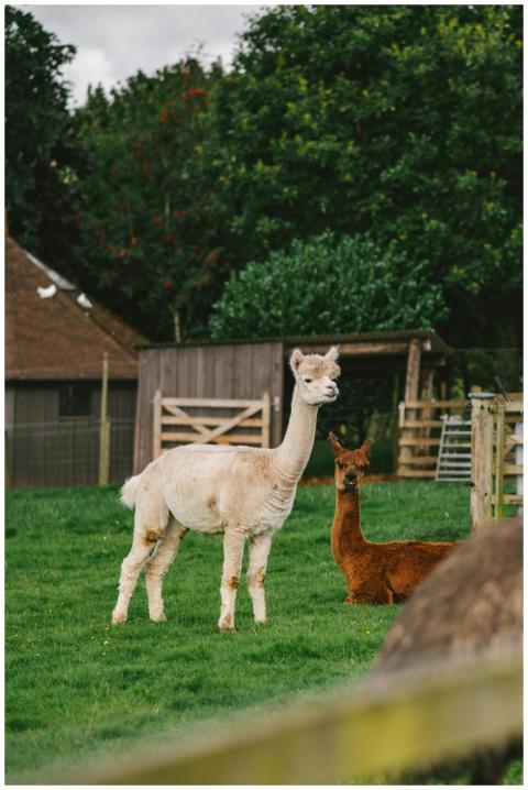 Two alpacas graze peacefully in a lush Dunblane fa
