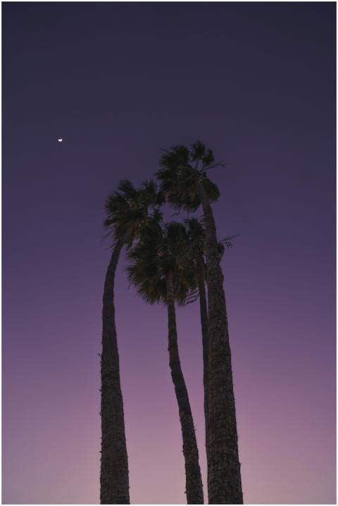 From below dark tall palms against sunset sky in p