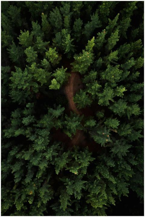 Stunning aerial drone view of a dense evergreen fo
