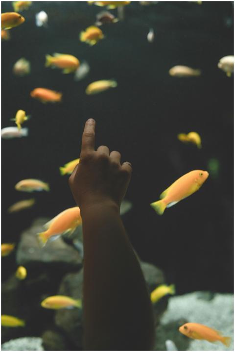 A child's hand pointing at vibrant fish in an aqua