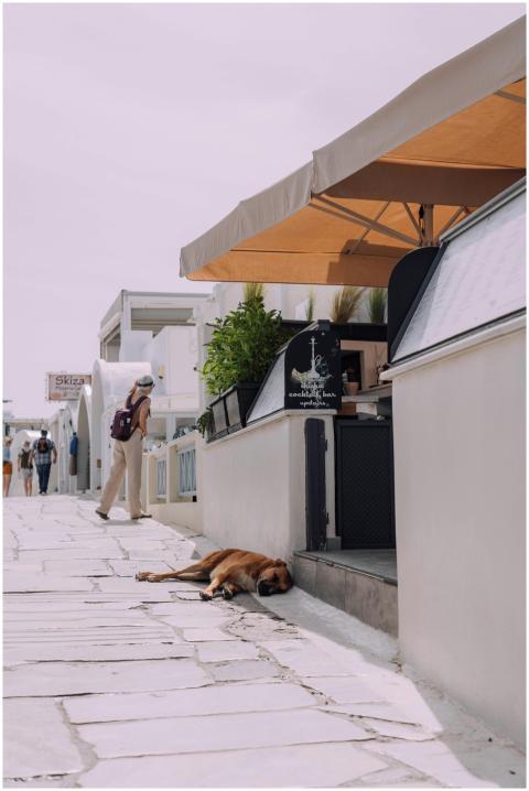 Dog lying on cobblestone street in Santorini, Gree