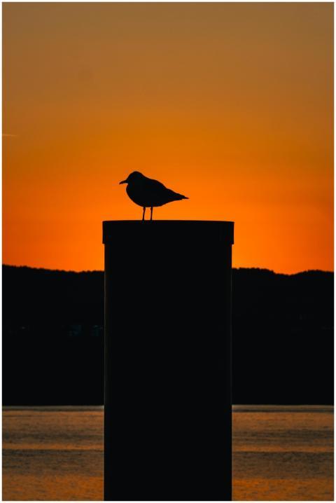 Silhouette of a seagull perched against a vivid su
