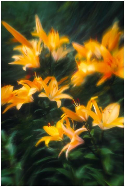 Blurred artistic shot of vibrant yellow lilies cap