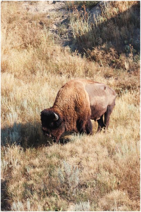 A solitary American bison grazes on a dry prairie