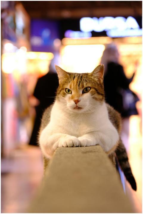 Adorable cat lounging on a ledge indoors with soft
