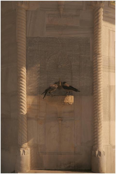 Pigeons resting on an ornate wall in Istanbul, sho