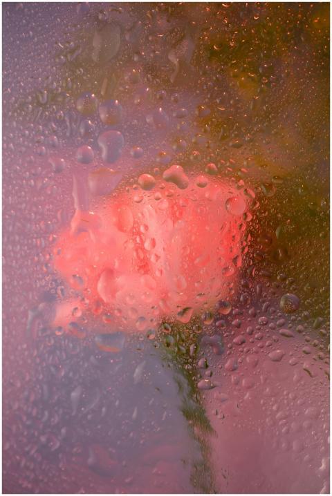 Blurred pink rose viewed through glass with raindr