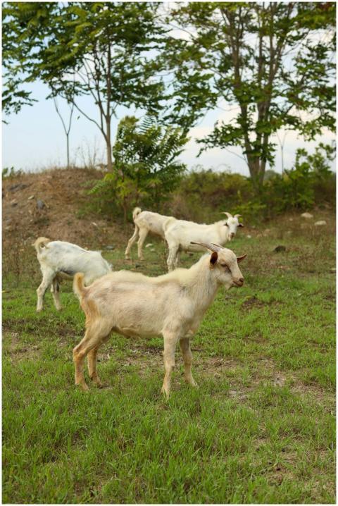 A serene scene of three goats grazing in a green f