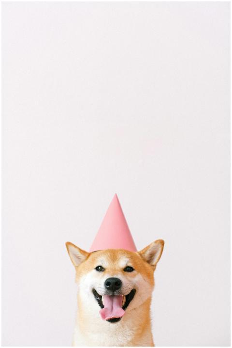 Happy Shiba Inu wearing a pink party hat with a bl