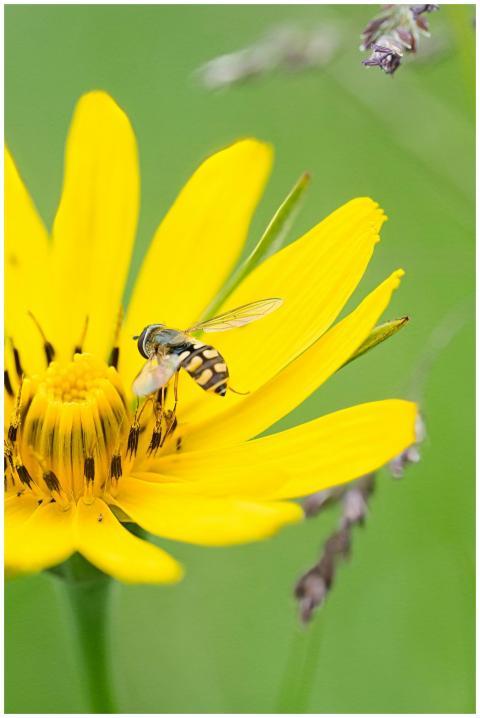 Close-up image of a hoverfly pollinating a vibrant