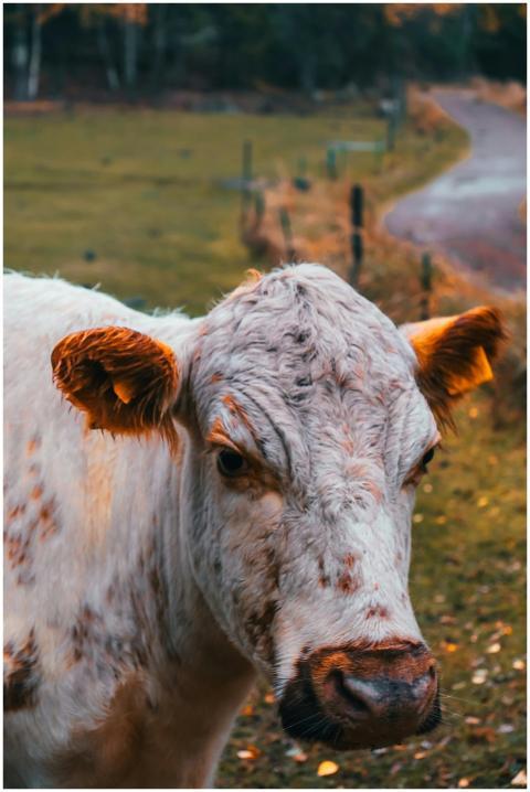 A serene portrait of a cow in a rural setting, Gri