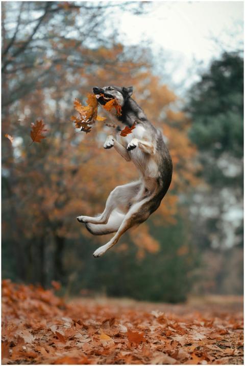 Joyful Dog Jumping Autumn