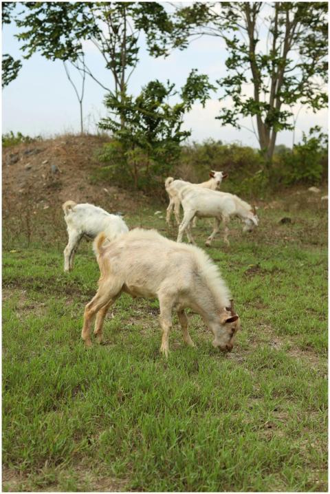 A group of goats grazing in a serene rural landsca