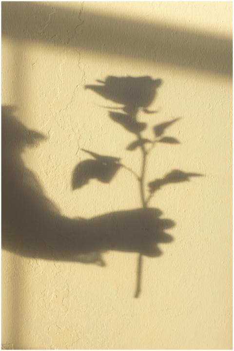 Silhouette of a hand holding a rose against a text