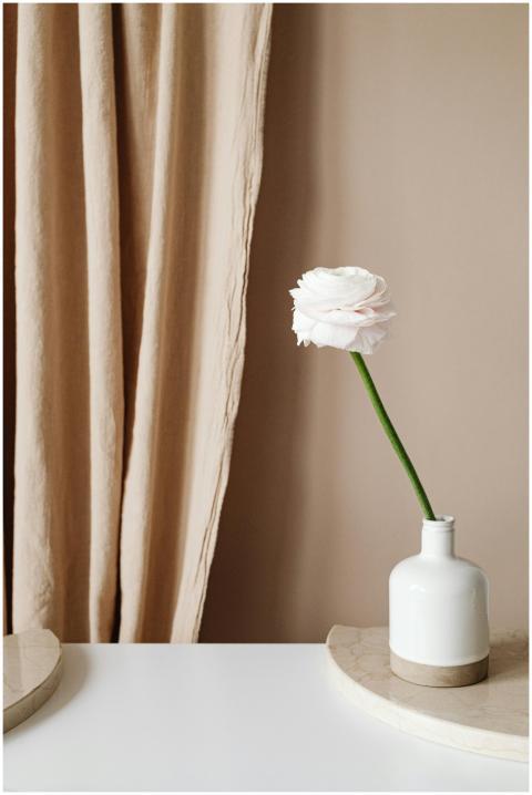 A single white rose in a vase against a soft beige