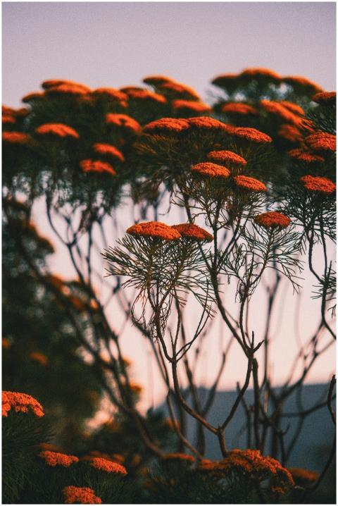 Vibrant Orange Flowers Twilight