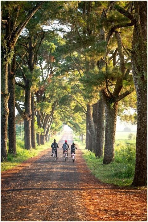Three people cycling on a scenic, tree-lined road