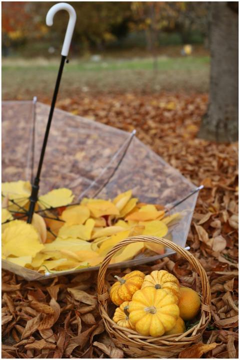 Free stock photo of autumn leaves, mini pumpkin, u