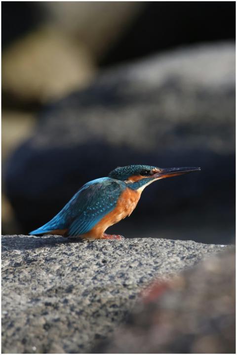Colorful kingfisher perched on a rock, showcasing