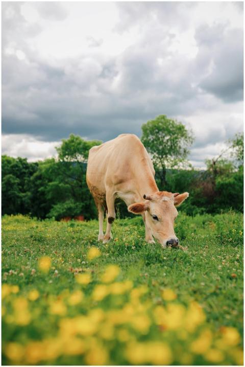 A cow peacefully grazes in a vibrant green pasture