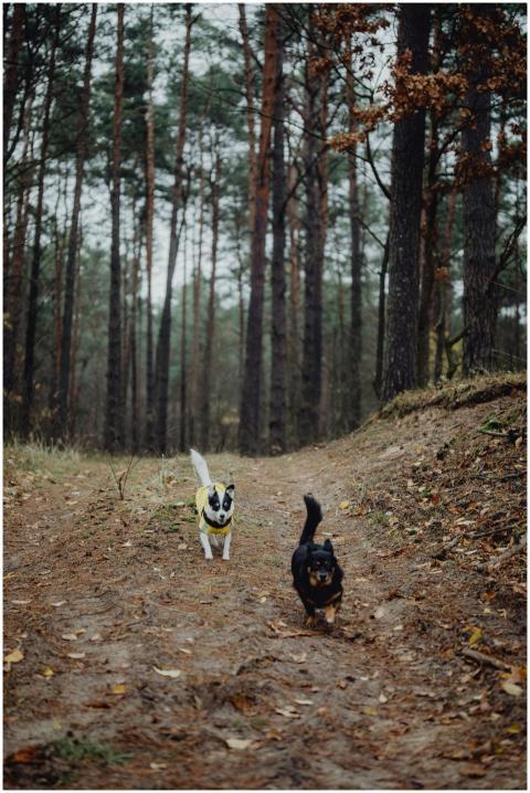 Two dogs joyfully running along a forest path surr