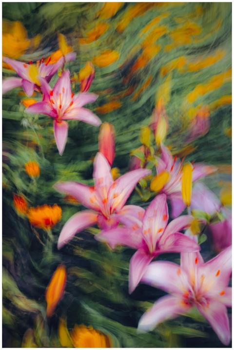Artistic image of pink lilies in a vibrant, swirli