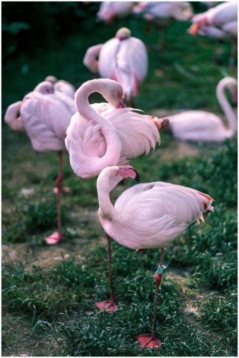 Elegant flamingos resting in Prague Zoo, showcasin