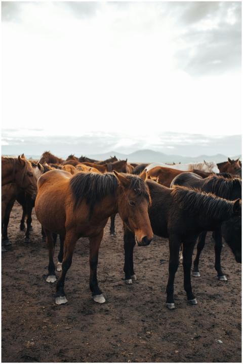A herd of horses standing in a foggy field, captur