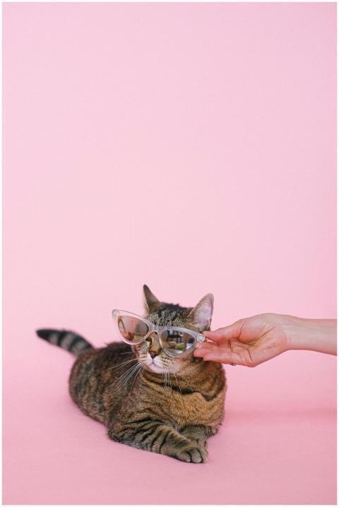 A cute tabby cat wearing sunglasses being playful