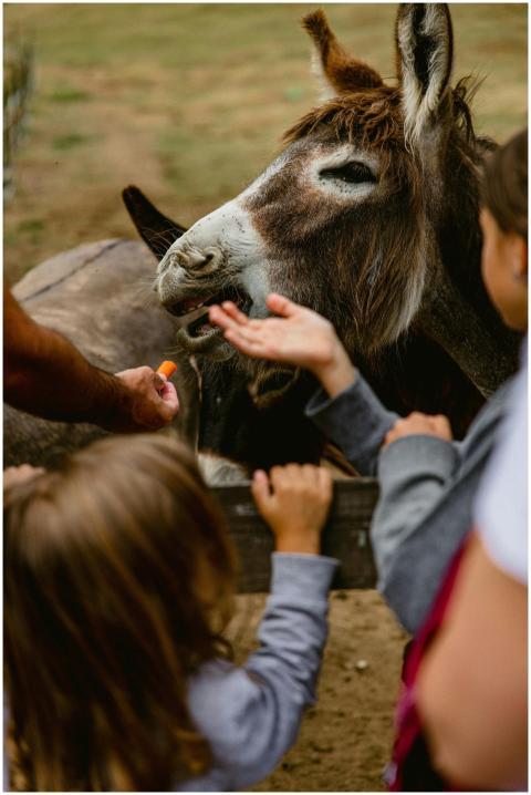Two kids feeding a donkey at a farm, capturing a p