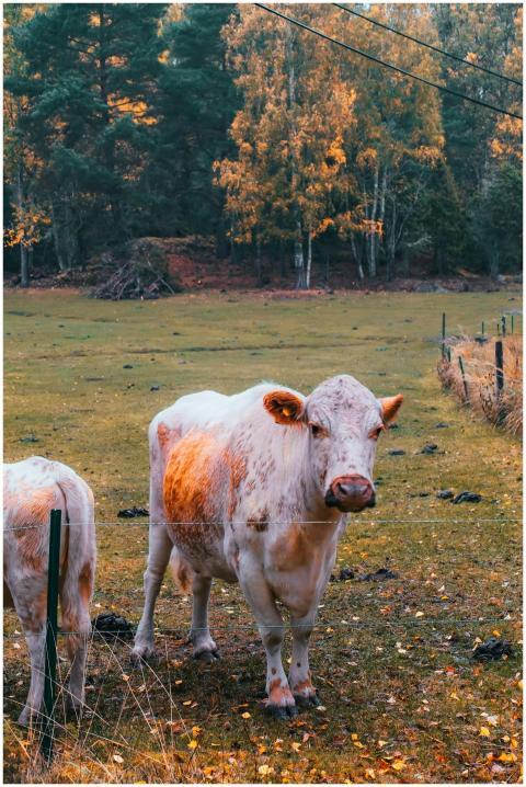 A peaceful cow standing in Grinda's lush pasture d