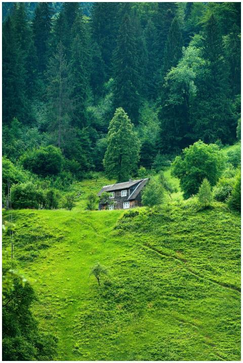 A scenic view of a quaint wooden house nestled ami