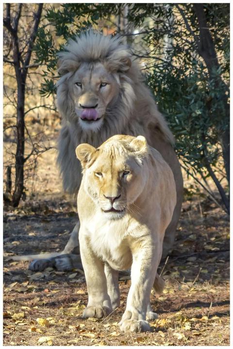 Capture of a powerful male lion and lioness in the