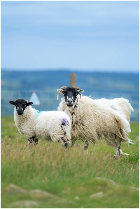 Sheep and lamb in scenic Bolton Abbey, England. Pi