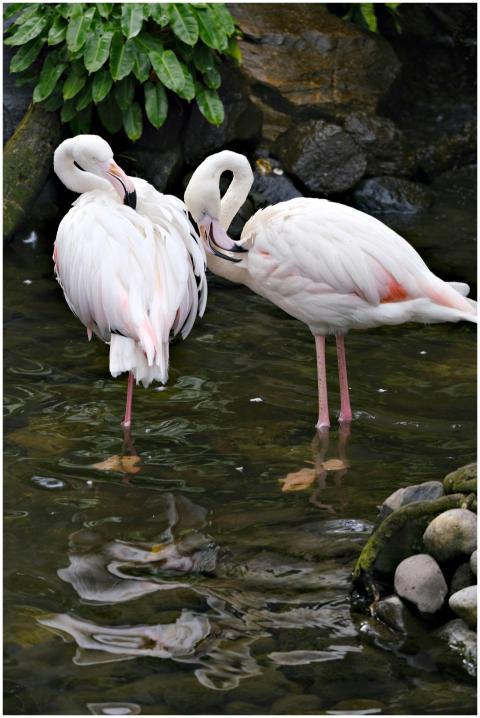 Elegant Flamingos Serene Pond