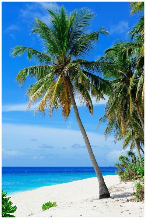 Stunning tropical beach with palm trees on Fuvahmu